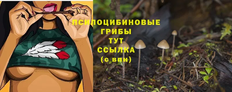 Псилоцибиновые грибы Psilocybine cubensis  закладки  Арск 